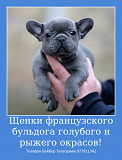 Предлагаю шикарных малышей французского бульдога!