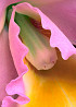 Rejuvenarea, intinerirea, infrumusetarea sau modelarea zonelor intime