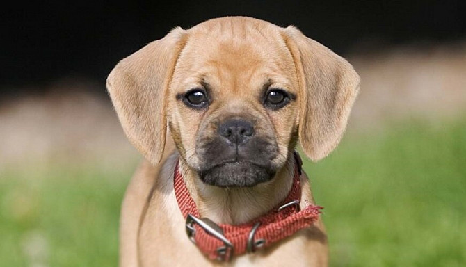 Щенки Пагальера. - imagine 1